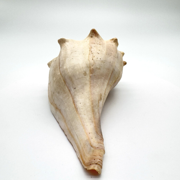Vintage Lightning Whelk Conch Seashell Estate Beach Decor Aquarium 6.5"vi - Picture 3 of 9